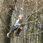 Ein Kind klettert auf einem kleinen Baum
